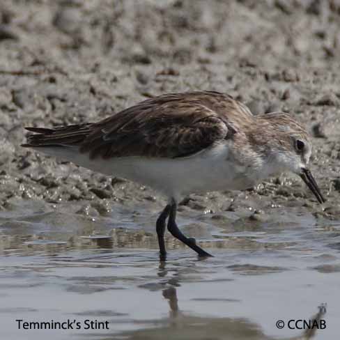 Temminck's Stint