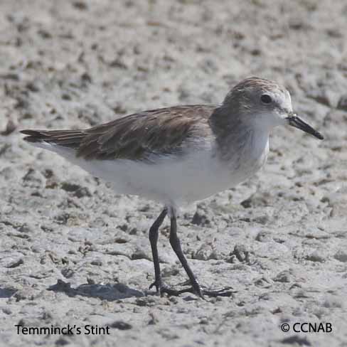 Temminck's Stint