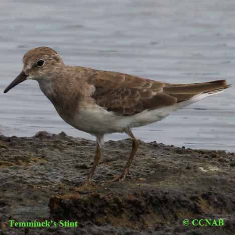 Temminck's Stint