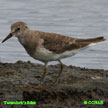 Temminck's Stint