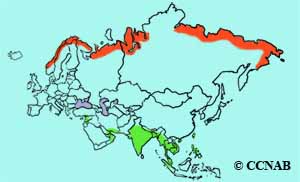 Temminck's Stint range map