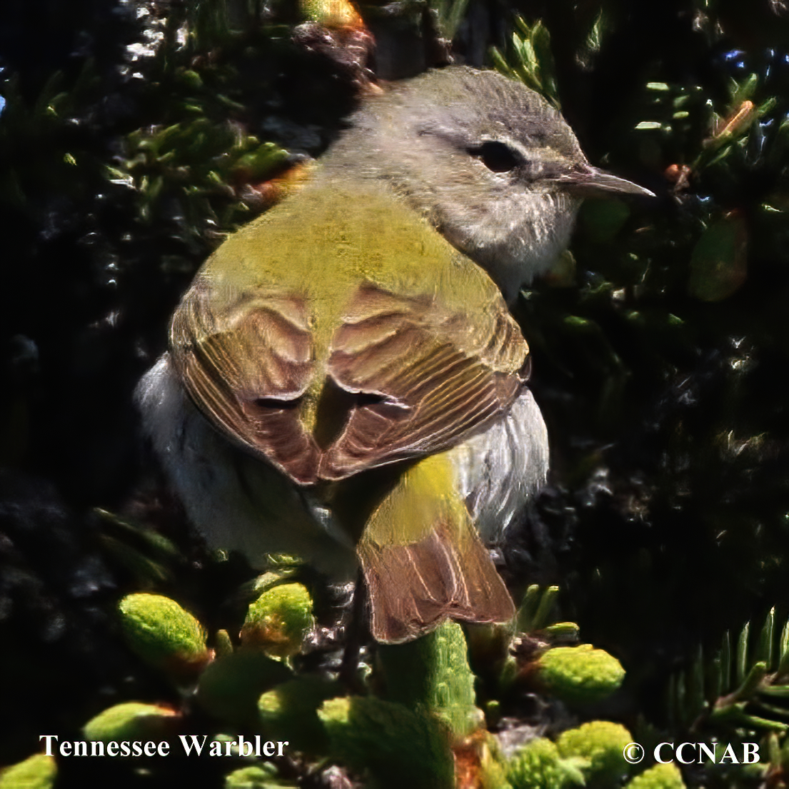 Tennessee Warbler