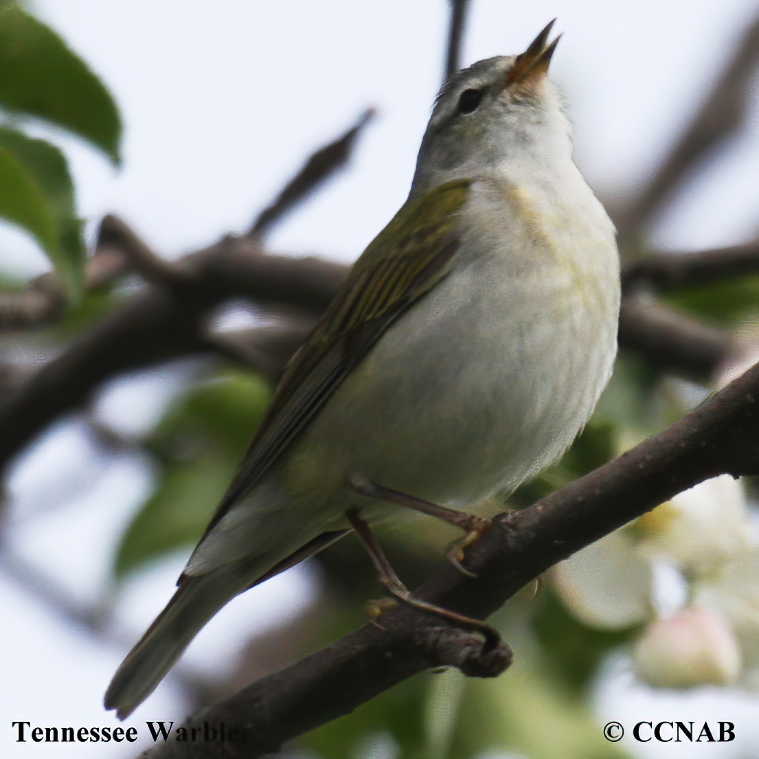 Tennessee Warbler