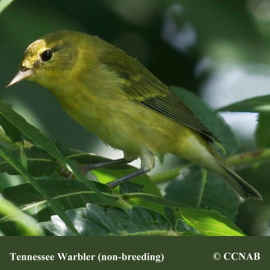 Tennessee Warbler