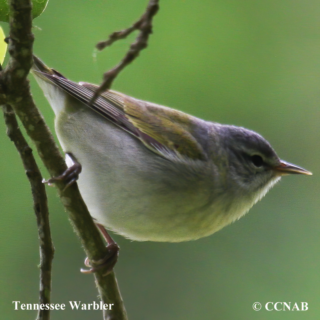 Tennessee Warbler