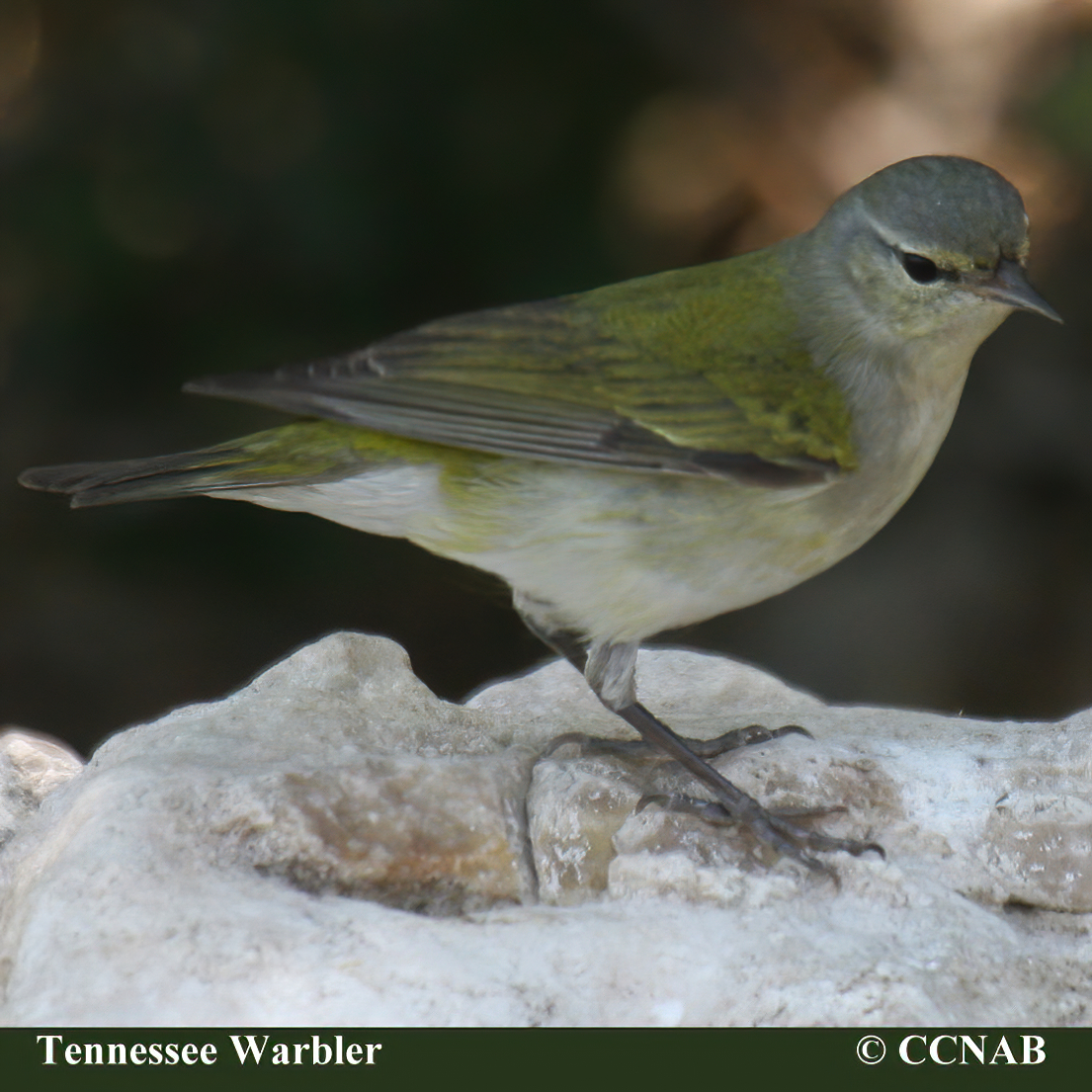 Birds of North America