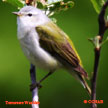 Tennessee Warbler range map