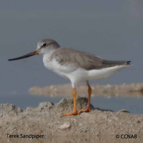 Terek Sandpiper