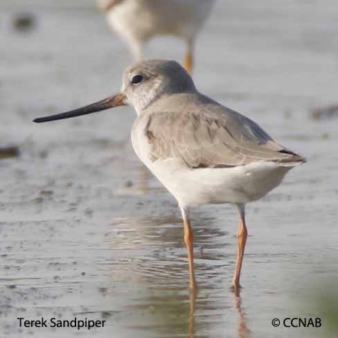 Terek Sandpiper