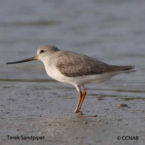 Terek Sandpiper