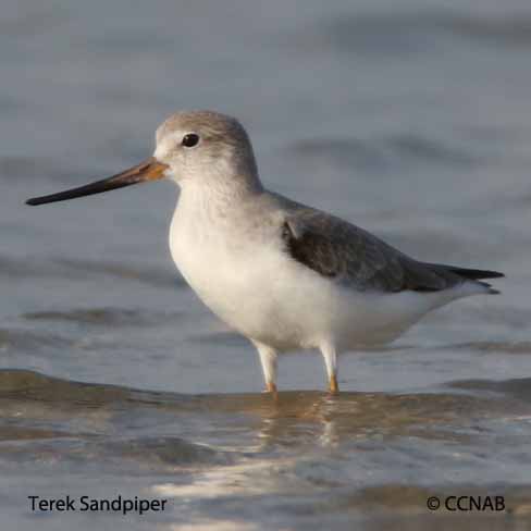 Terek Sandpiper