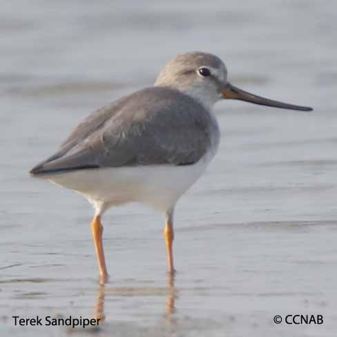 Birds of North America