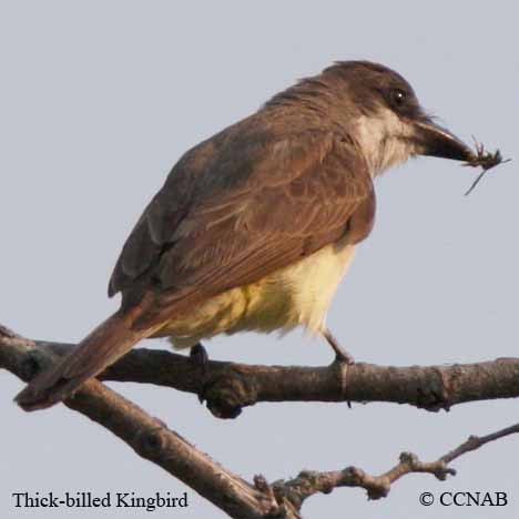 Thick-billed Kingbird