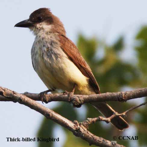 Birds of North America