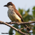 thick-billed-kingbird