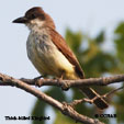 Thick-billed Kingbird range map