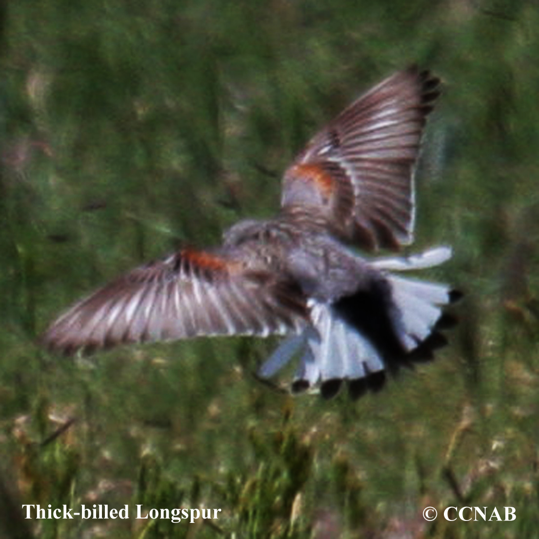 Thick-billed Longspur