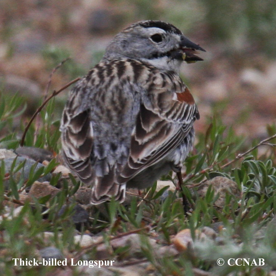 Thick-billed Longspur