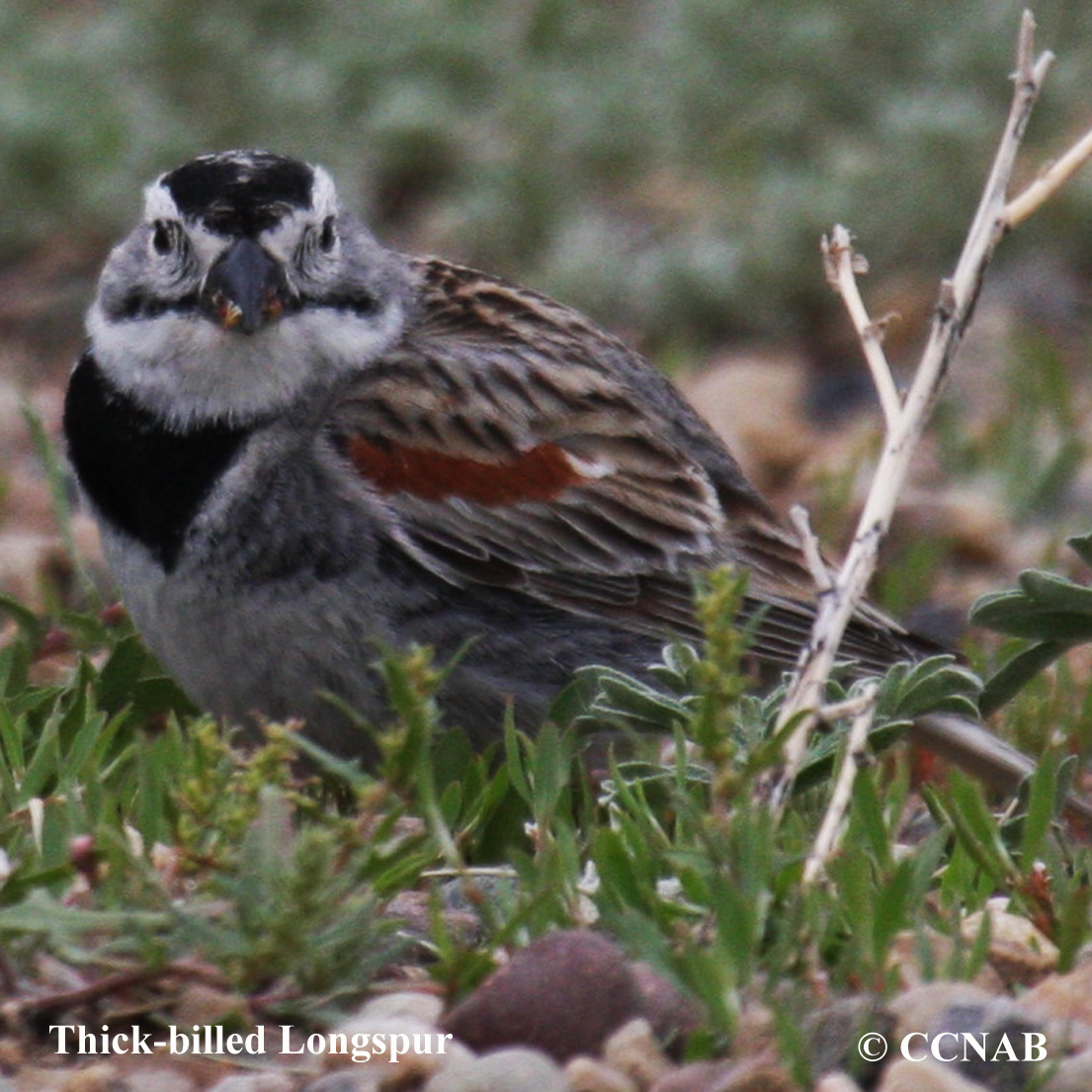 Thick-billed Longspur