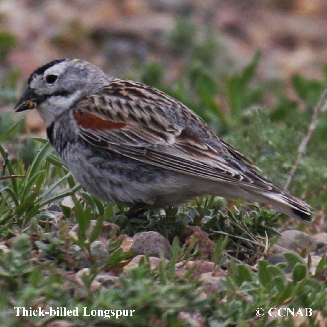 Thick-billed Longspur