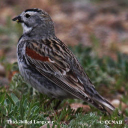 Thick-billed Longspur range map