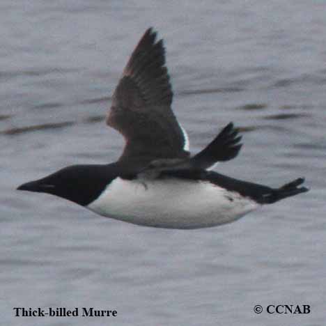 Thick-billed Murre