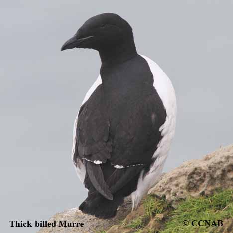 Thick-billed Murre