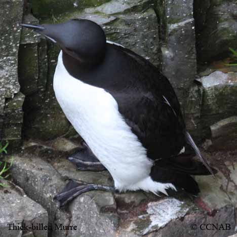 Thick-billed Murre