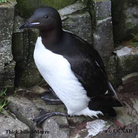 Thick-billed Murre