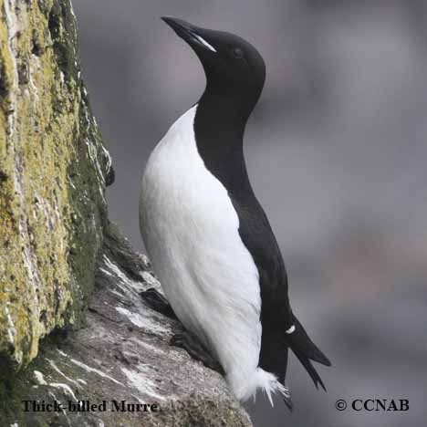 Birds of North America