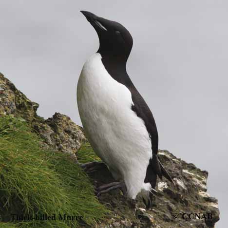 Thick-billed Murre