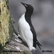 Thick-billed Murre range map