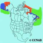 Thick-billed Murre range map