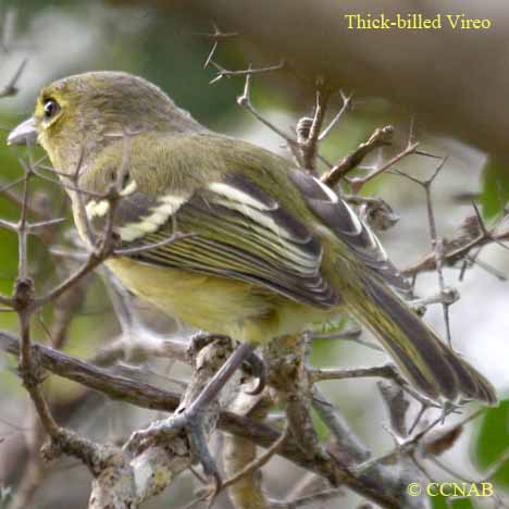 Thick-billed Vireo