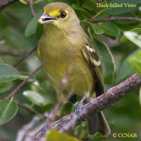 Thick-billed Vireo