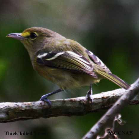 Thick-billed Vireo