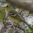 Thick-billed Vireo range map