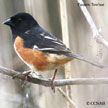 Towhees