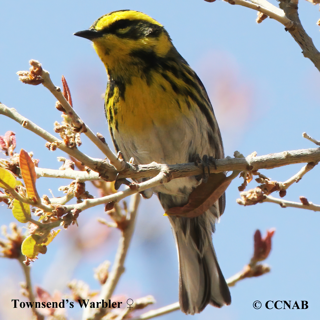 Townsend's Warbler