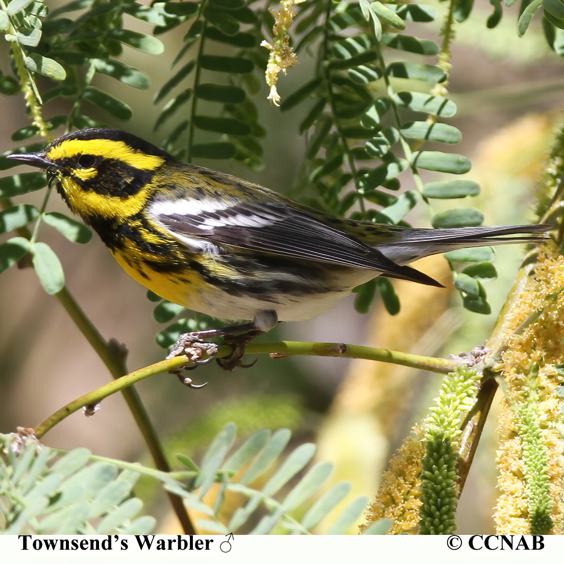 Townsend's Warbler