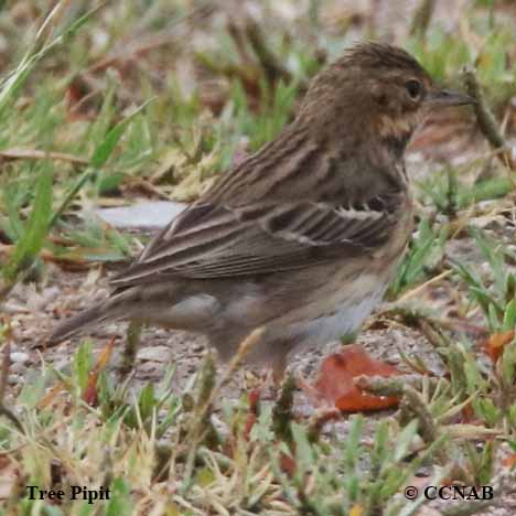 Tree Pipit