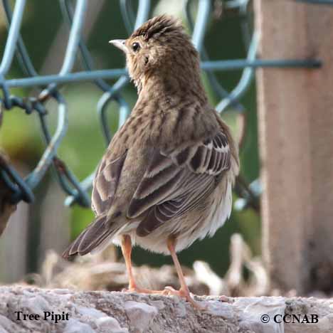 Tree Pipit