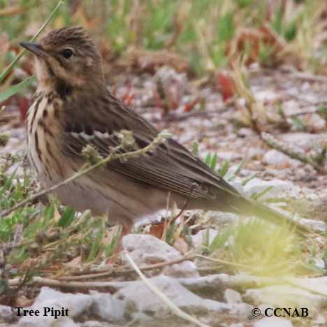 Tree Pipit