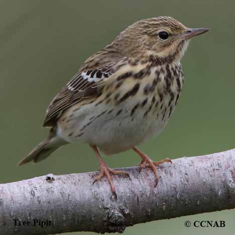 Tree Pipit