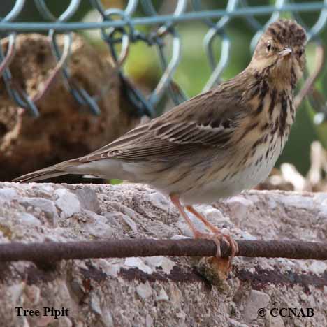 Birds of North America