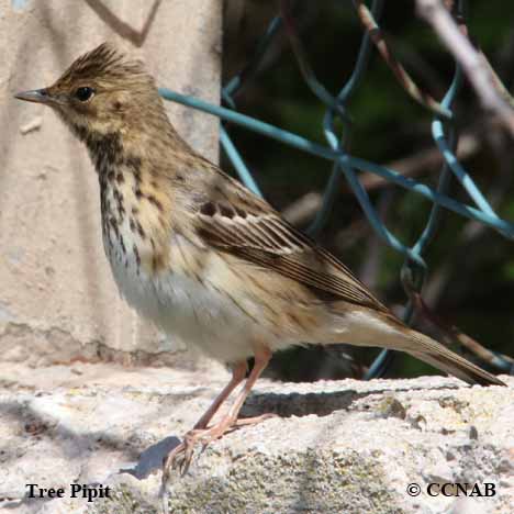 Tree Pipit