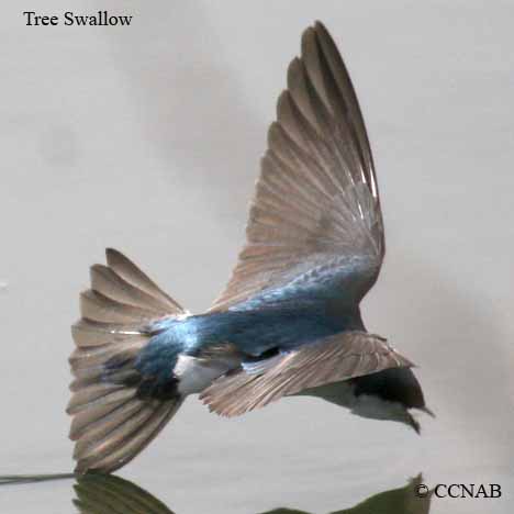 Tree Swallow