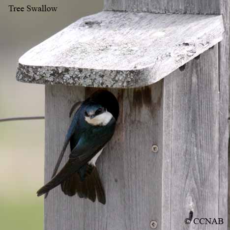 Tree Swallow