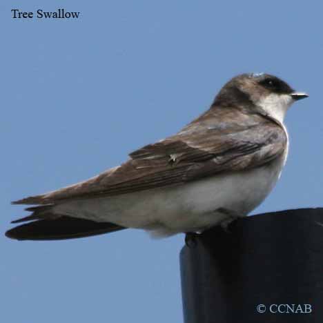 Tree Swallow