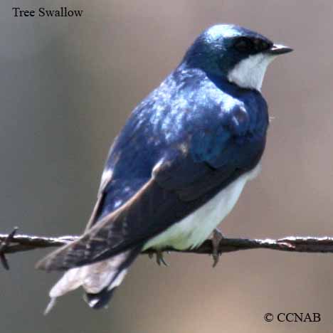 Tree Swallow